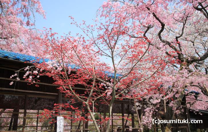 桜と紅葉が撮影できる奇跡のスポット(2018年4月1日撮影)