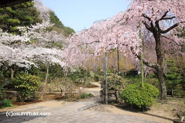 本堂に座って見る桜がベストポジション(2018年3月29日撮影)