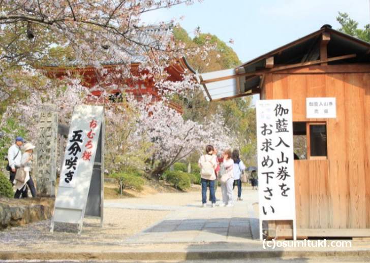 2018年4月2日 御室桜(五分咲き)