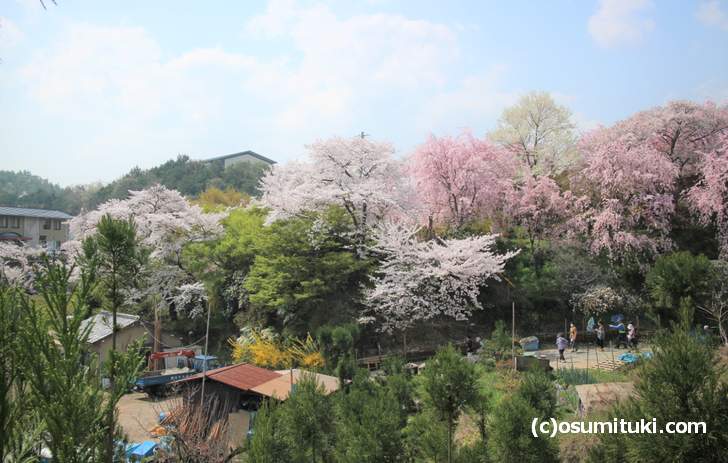 ソメイヨシノが少し散っていますがまだまだ満開です(2018年4月3日撮影)