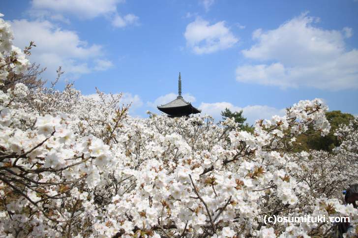仁和寺の御室桜の撮影スポットは北側の並木道入口付近(2018年4月3日撮影)