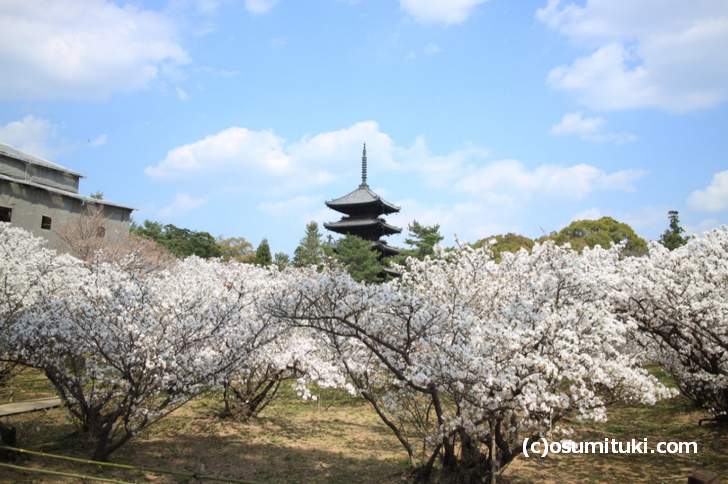仁和寺の御室桜が満開、土手の撮影スポットから撮影(2018年4月3日撮影)