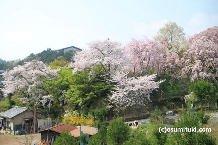 ソメイヨシノの葉が一部で見られるがまだまだ見頃(2018年4月4日撮影)