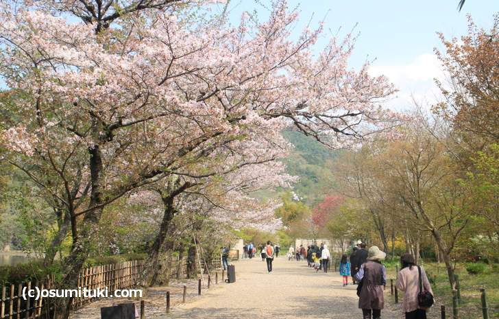 半分以上散っていた平安郷の桜(2018年4月4日撮影)