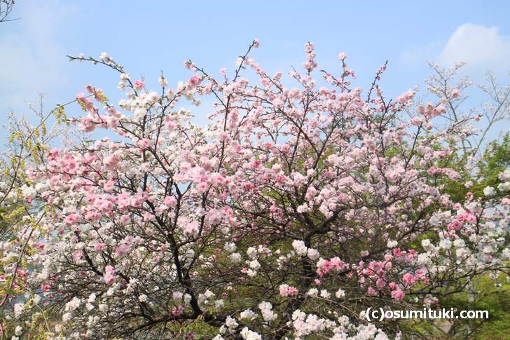まだ満開の木も!これは「梅」ですね