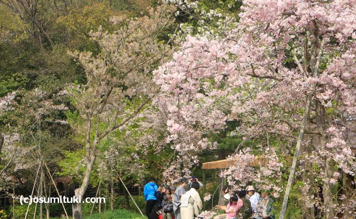無料の野点を楽しめるのも平安郷ならでは