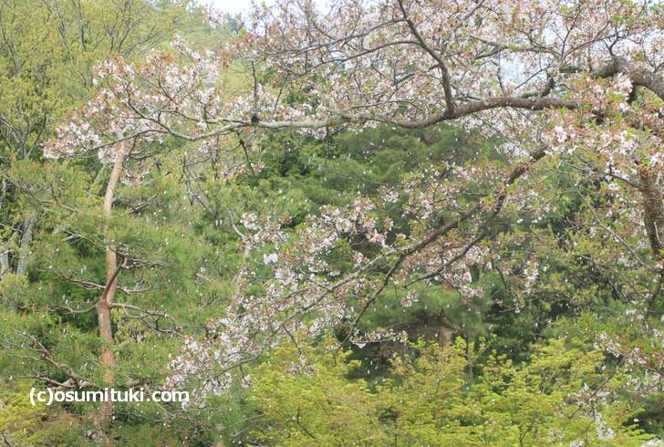 野点の席でも桜が舞っていました