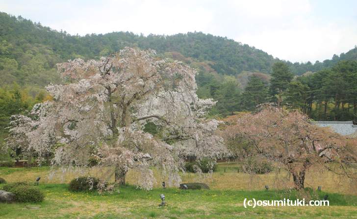 先日までライトアップされていた桜の巨木(2018年4月4日撮影)