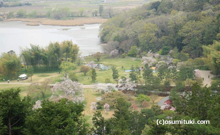 平安郷の桜 2018年4月4日が最後の見頃でした