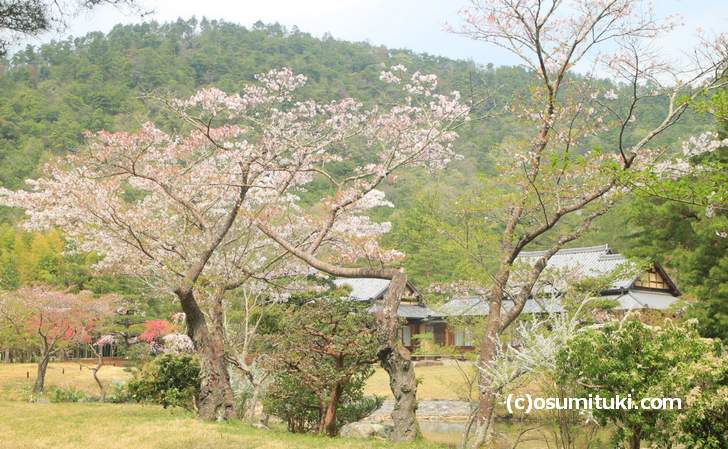 庭園の桜もまだ咲いていました(2018年4月4日撮影)