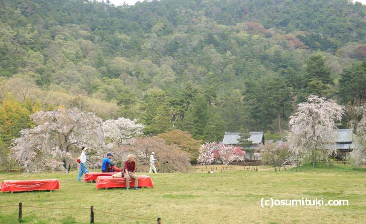 平安郷の花見席から、咲いている桜を見る(2018年4月4日撮影)