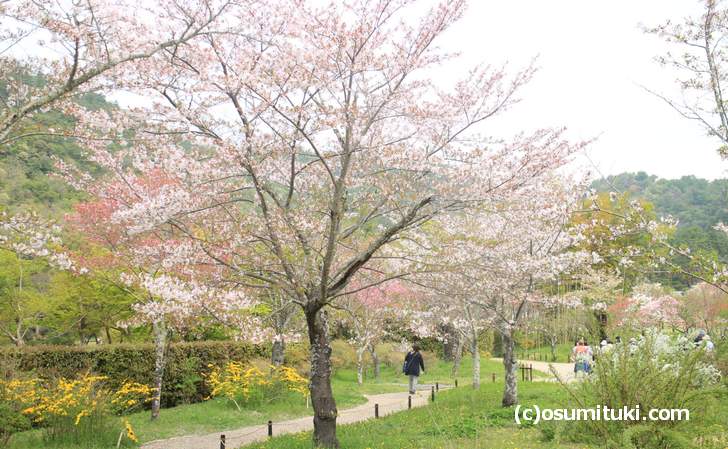平安郷の桜並木(2018年4月4日撮影)
