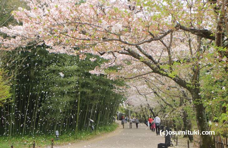 桜の花びらが舞う平安郷(2018年4月4日撮影)