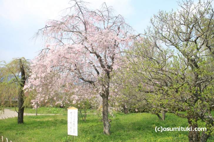 平安郷 2018年「春の一般公開」で京都の桜も終わりです