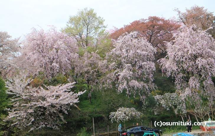 ソメイヨシノが一気に散って、枝垂れ桜が見頃(2018年4月4日撮影)
