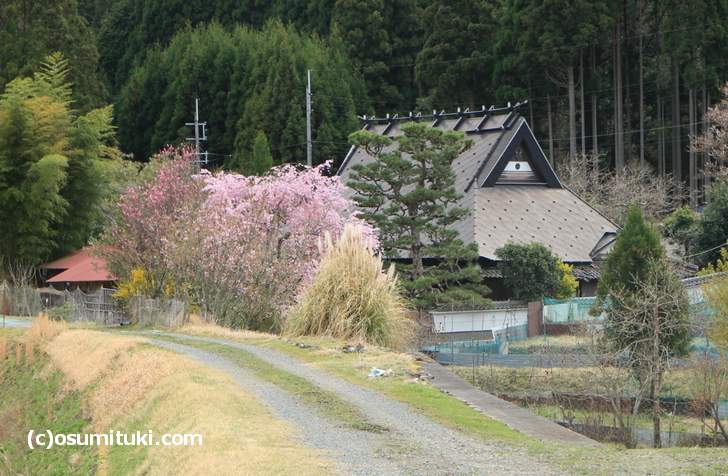 桜が見えるたびに立ち寄っていく単純作業