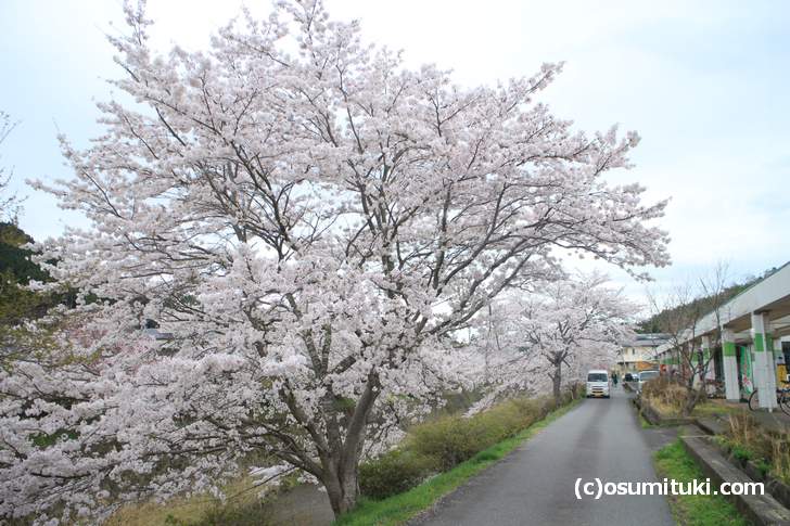 ウッディ京北やサンダイコーのすぐ脇「弓削川」の桜並木(2018年4月5日撮影)