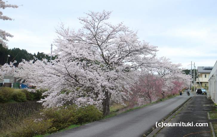 土手の下から桜がのびているので、目線に桜の花があるのが特徴です(2018年4月5日撮影)