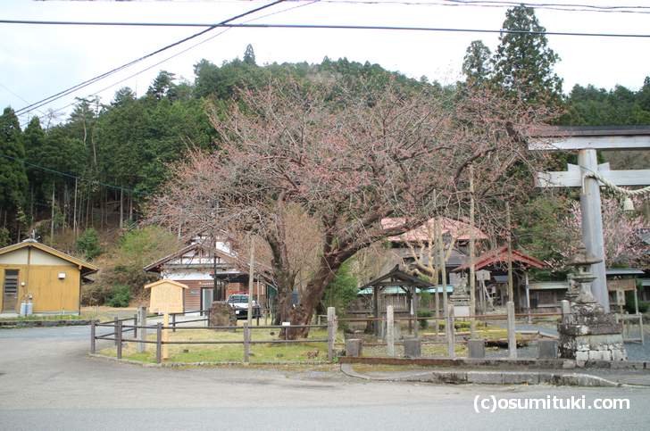 山桜の変異種「黒田百年桜」はこれから開花です(2018年4月5日撮影)