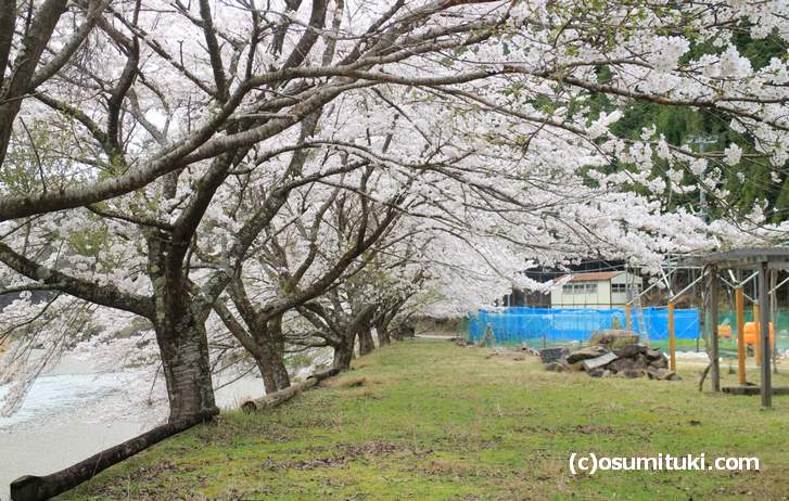 京都の京北には至るところに桜がありました