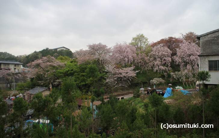 ソメイヨシノは葉が出てきました、枝垂れ桜はまだ見頃(2018年4月6日撮影)