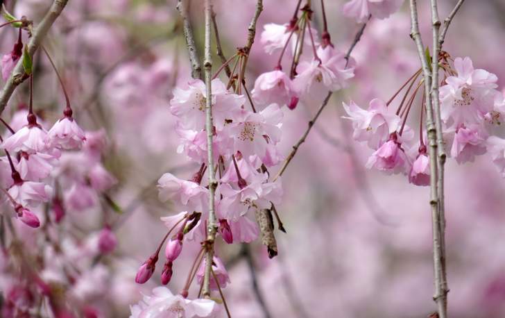 二条城の桜