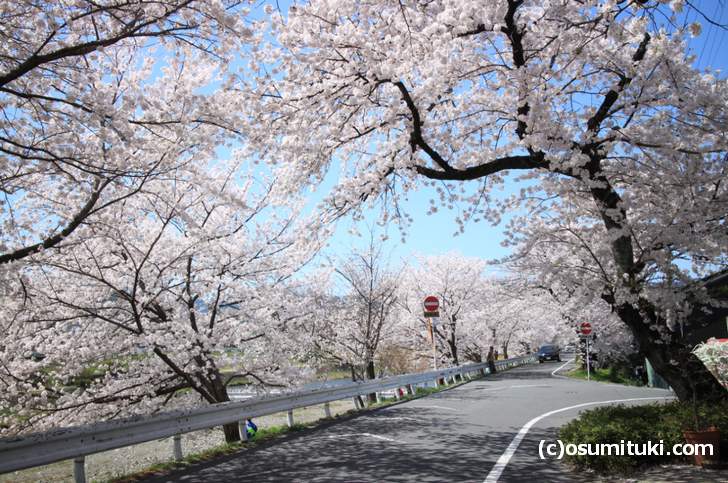 上賀茂神社付近まで鴨川を北上するともっとキレイです(2018年3月30日撮影)