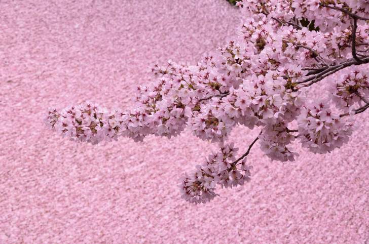 哲学の道に流れる水路に桜が散ると「まるで桜の絨毯」です