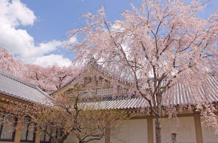 醍醐寺の桜も紹介されそうです