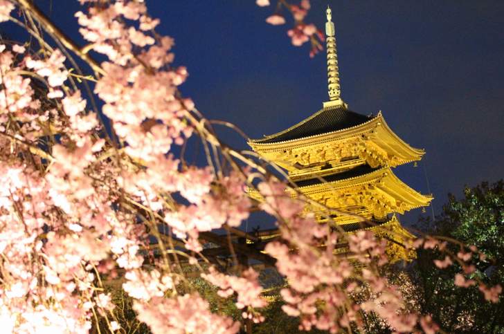 東寺の夜桜ライトアップ