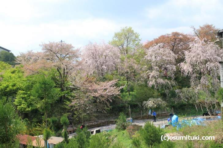 原谷苑 18桜開花情報 桜の一般公開は3月24日から 混雑具合や料金は お墨付き