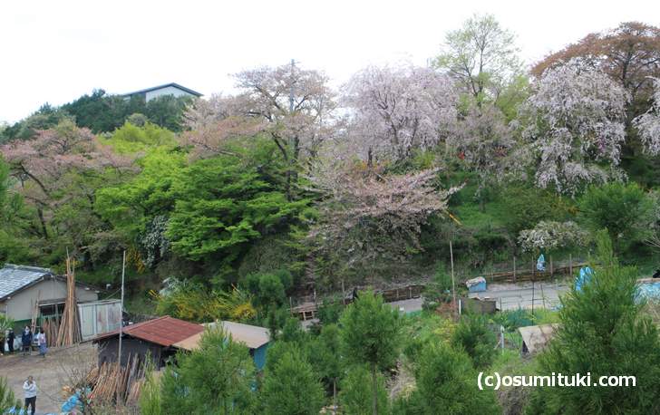 枝垂れ桜はまだ見頃(2018年4月8日撮影)