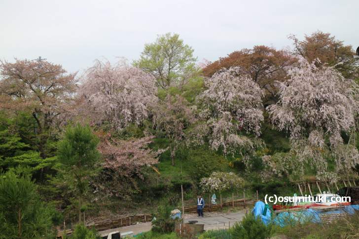あいにくの曇りですが枝垂れ桜はまだ見られる(2018年4月9日撮影)