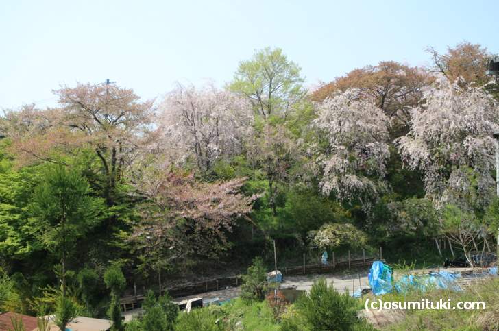 枝垂れ桜はまだ8分ほど咲いている(2018年4月10日撮影)