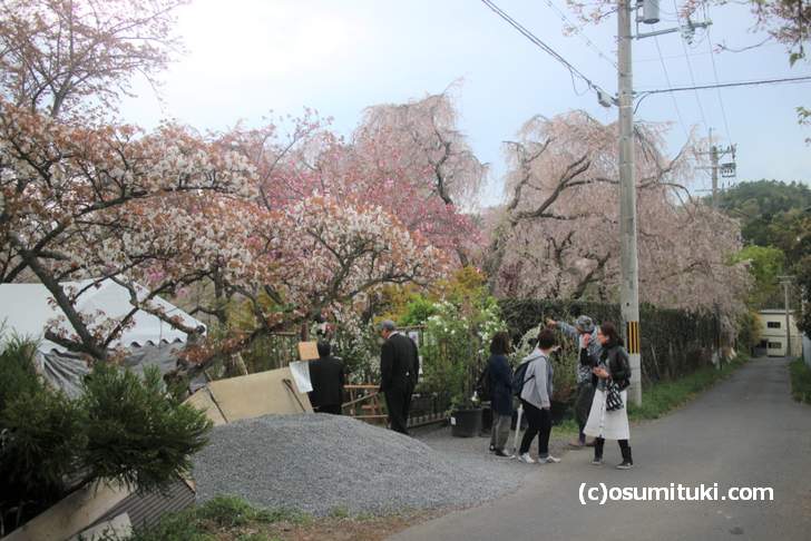 枝垂れ桜に新葉が目立ち始めました(2018年4月11日撮影)