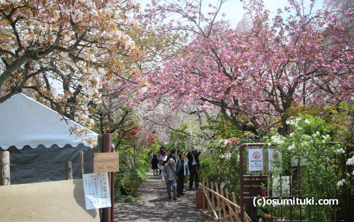枝垂れ桜と八重桜がまだ少し咲いています(2018年4月12日撮影)