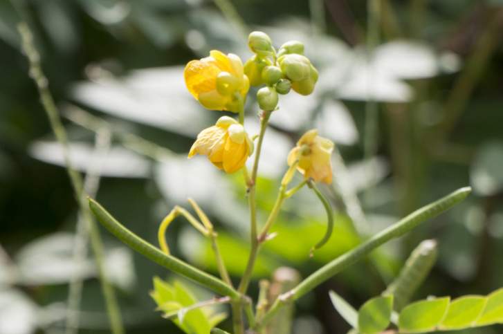 「花はぶ茶」はハブソウの花を天日で干したものを焙煎したお茶のこと