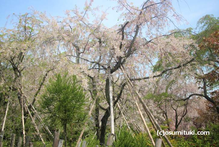 枝垂れ桜は3分咲きくらい、八重桜も落花始まる(2018年4月14日撮影)