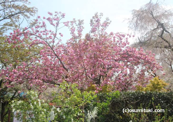 一番遅く咲く八重桜も終わりそうです