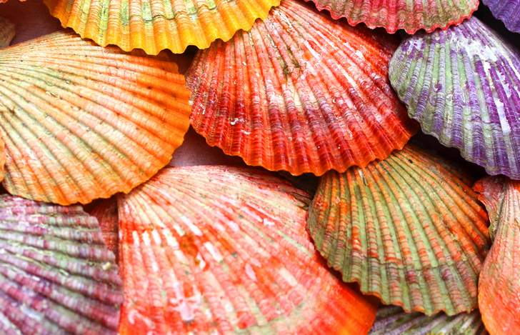 「海藻」や「フジツボ」など付着したものを洗浄するとキレイなヒオウギ貝になります