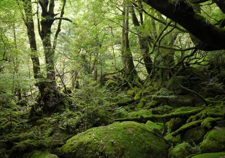 日本の自然「原生林」は生態系のバランスを保っていました