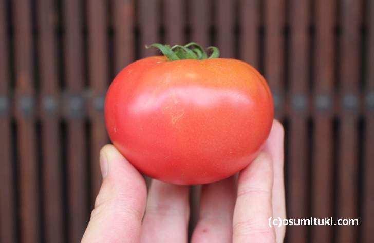 ミニトマトとプチトマトの違い トマトにはたくさんの種類がある お墨付き