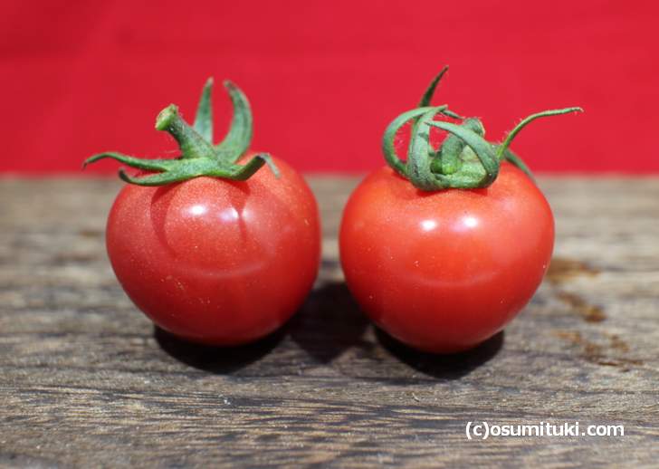 「ミニトマト、プチトマト」のサイズは2センチから3センチくらいです