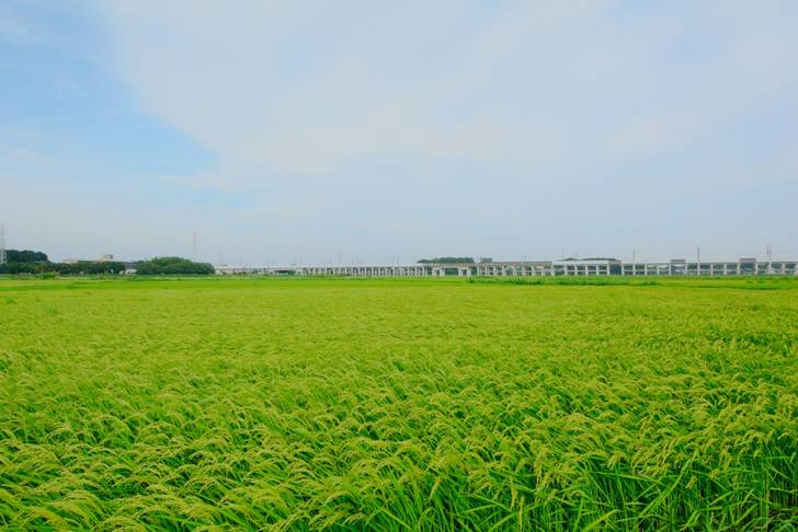埼玉県伊奈町の田園風景