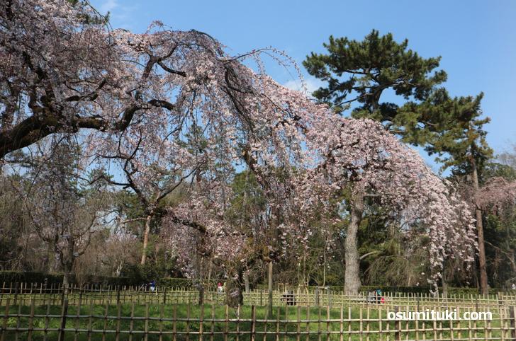 近衛桜 京都御苑が見頃に 年3月17日 お墨付き