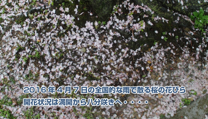 雨で散る京都の桜