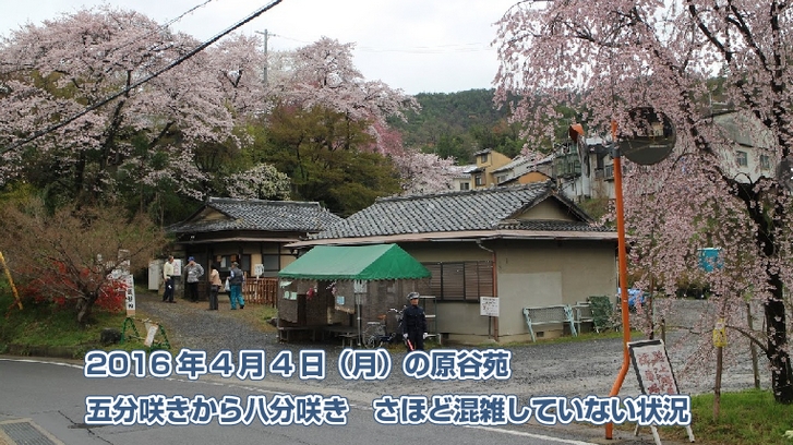 2016年4月4日の原谷苑1