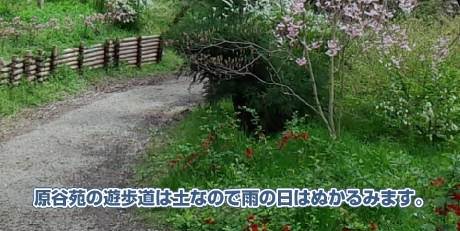 原谷苑の遊歩道
