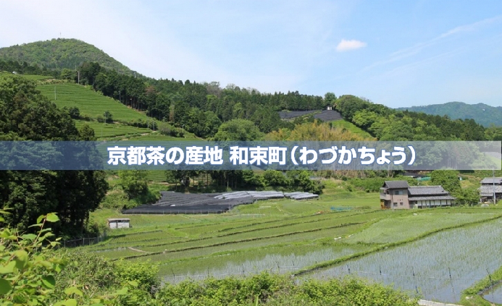 京都府和束町のお茶畑