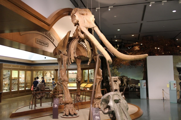 象の化石